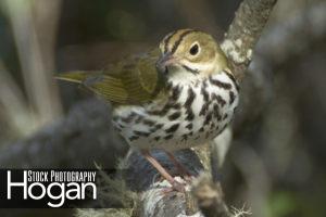 Oven bird found in New Jersey Pine Barrens
