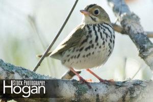 Oven bird found in New Jersey Pine Barrens