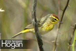 Palm warbler 3