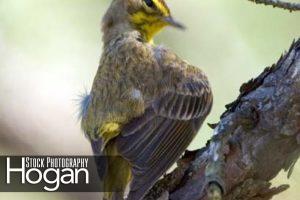 Palm warbler preening on pine tree