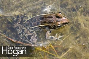 Pickerel frog lives in New Jersey Pine Barrens
