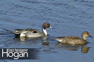 Pin tail ducks Forsythe Refuge