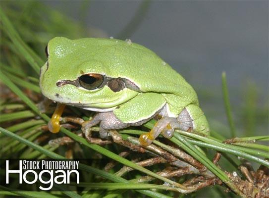Pine Barrens treefrog in Pitch Pine Tree