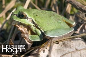Pine Barrens treefrog in in cedar swamp