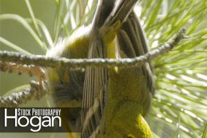 Pine warbler in Pine Tree