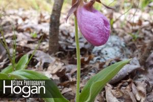 Pink ladys slipper orchid grows in New Jersey Pine Barrens