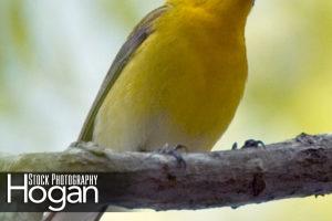 Prothonotary warbler 2