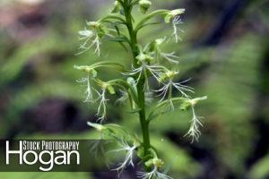 Ragged fringed orchid blooms in July New Jersey Pine Barrens