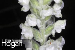 Rattlesnake orchid grows in New Jersey