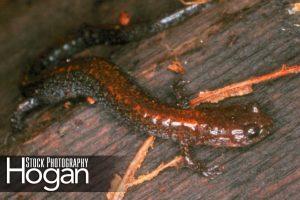 Red backed salamander live in the New Jersey Pinelands