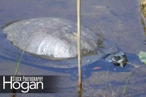 Red bellied turtle in lake