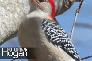 Red bellied woodpecker