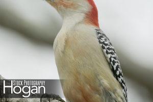 Red bellied woodpecker on branch