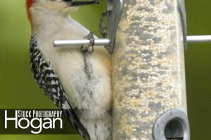 Red bellied woodpecker at feeder