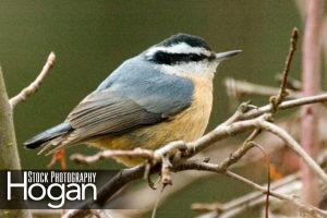 Red breasted nuthatch