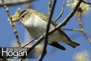 Red eyed verio New Jresey Pine Barrens