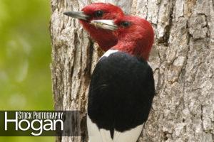 Red headed woodpecker pair in tree hole
