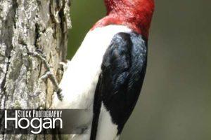 Red headed woodpecker with food