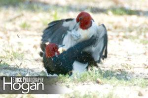 Red headed woodpeckers fighting