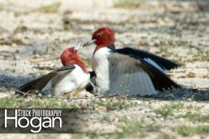 Red headed woodpeckers fighting