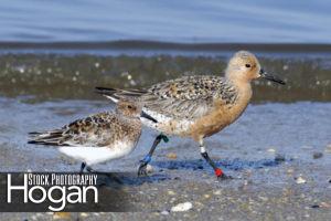Red knot and sanderling, Delaware Bay