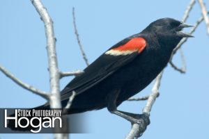 Red wing black bird male