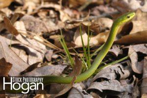 Rough green snake are lime green