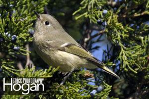 Ruby crowned kinglet