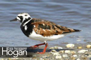 Ruddy turnstone Delaware Bay