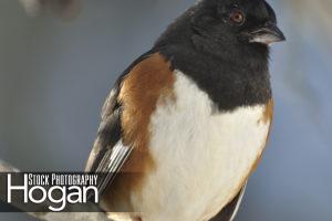 Rufus sided towhee found in the New Jersey Pine Barrens