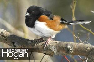 Rufus sided towhee found in the New Jersey Pine Barrens