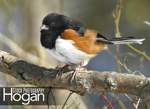 Rufus sided towhee found in the New Jersey Pine Barrens