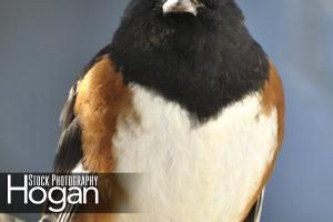 Rufus sided towhee found in the New Jersey Pine Barrens