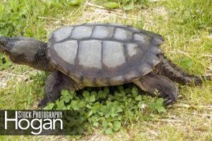 Snapping turtle New Jersey Pine Barrens