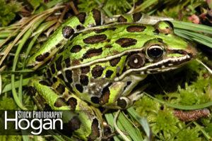 Southern leopard frog is bright green