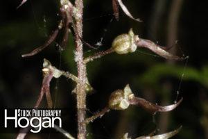 Southern twayblade orchid New Jersey Pine Barrens