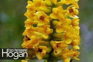 Southern yellow orchid New Jersey Pine Barrens