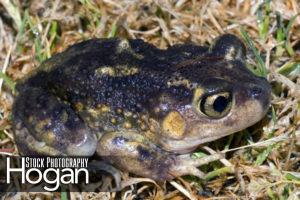 Spadefoot toads are found in New Jersey Pine Barrenss