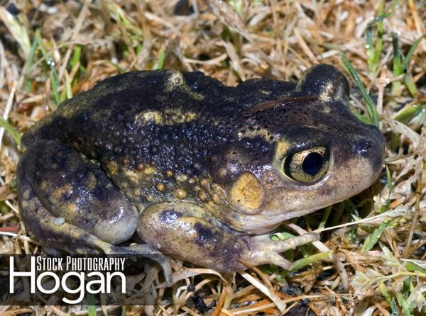 Spadefoot toads are found in New Jersey Pine Barrenss