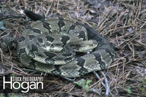 Timber rattlesnake are very rare in New Jersey