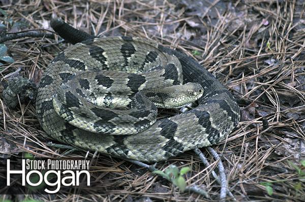 Timber rattlesnake are very rare in New Jersey