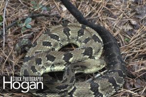 Timber rattlesnake are very rare in New Jersey