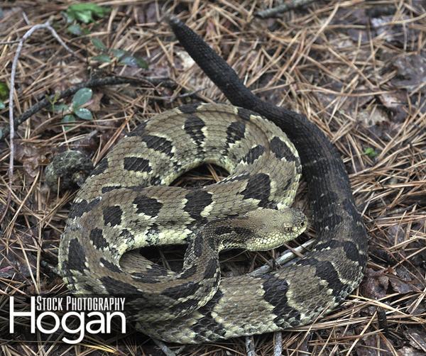 Timber rattlesnake are very rare in New Jersey