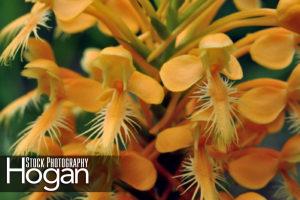 Yellow fringed orchid New Jersey Pine Barrens