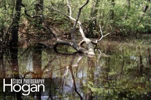 Reflections Batsto River at Rt 542 Batsto Village