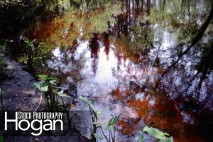 Reflections Great Egg Harbor River 2 NJ Pine BArrens